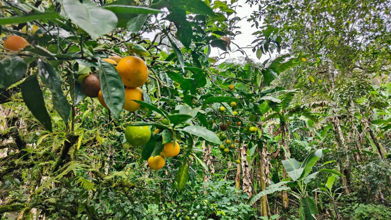 Minca Sintropia - Sustainable Lodge & Organic Coffee Finca Экстерьер фото