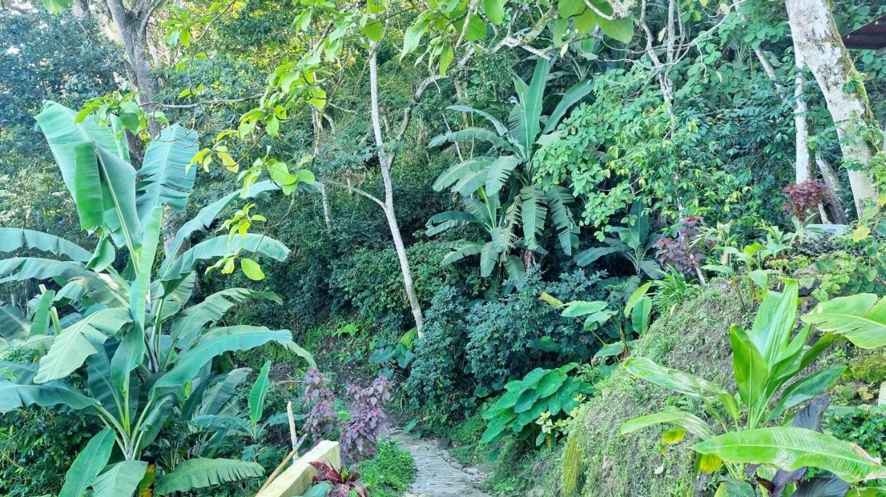Minca Sintropia - Sustainable Lodge & Organic Coffee Finca Экстерьер фото